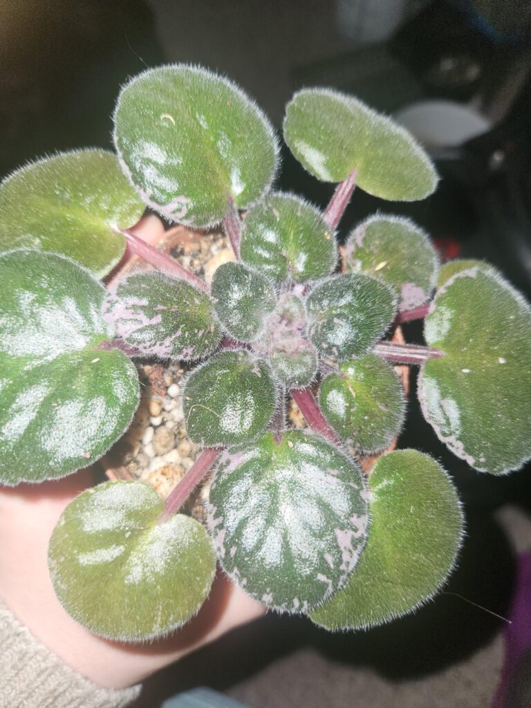 Does this look like mites? Does this look like mites?