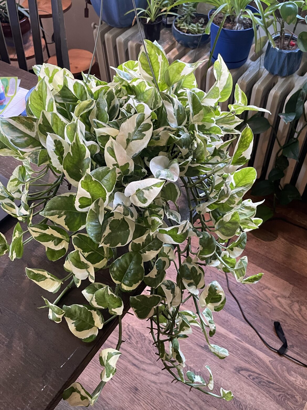 My partner bought me this plant today.