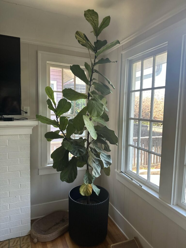 Repotting