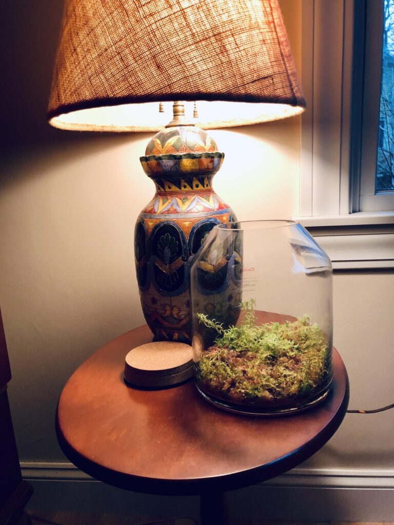 Moss over time.