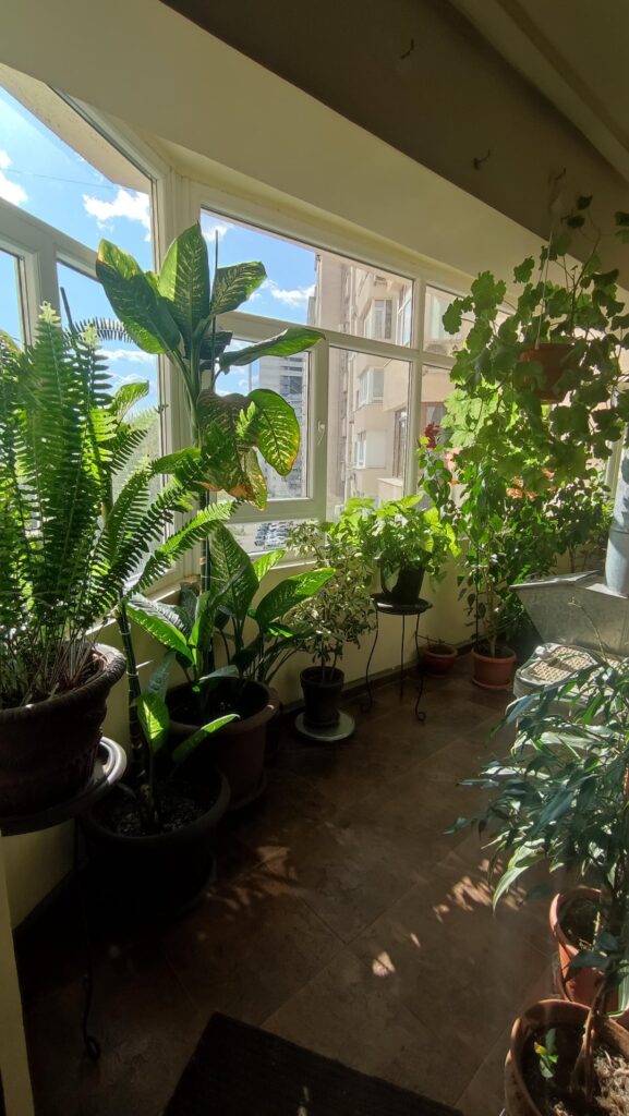 Moved back to my home country and I missed this