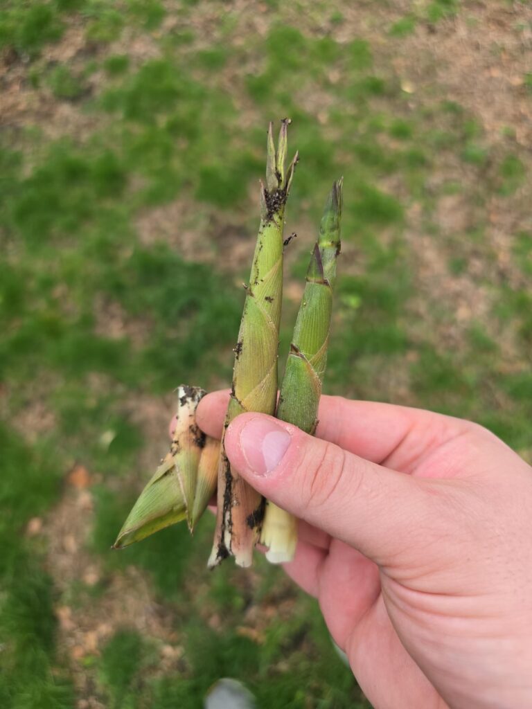 Neighbors bamboo growing into my yard… Neighbors bamboo growing into my yard...