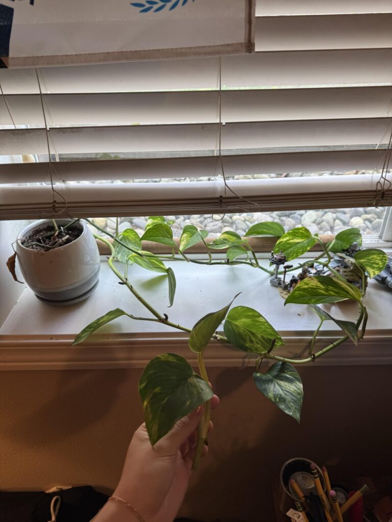 Proplifted from my boyfriends plant