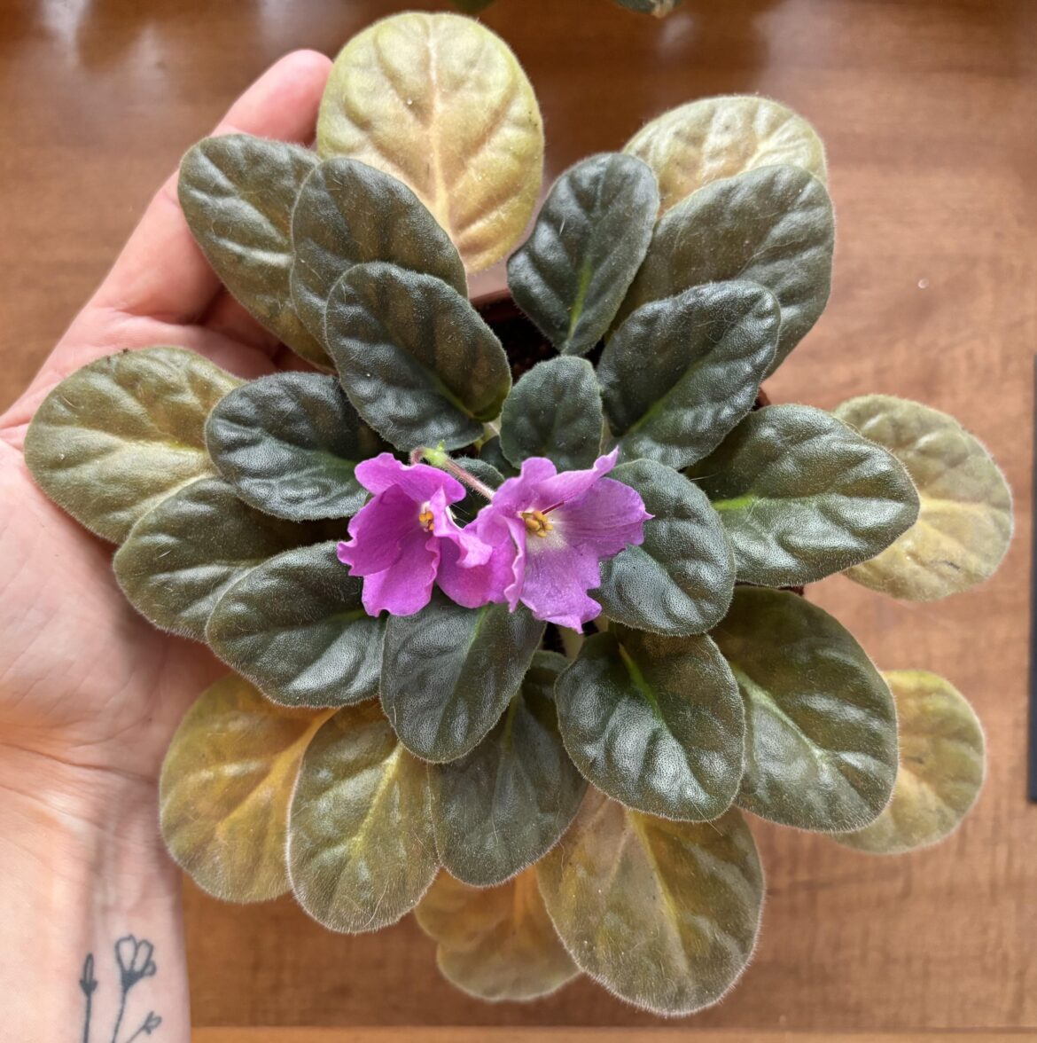 Would you remove these pale outer leaves?