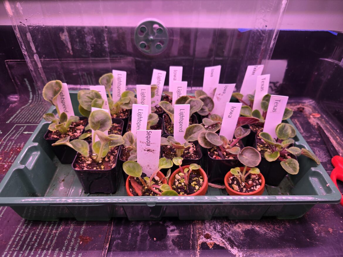 The new generation of violets
