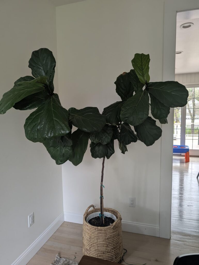 Heavy lean, what to do?