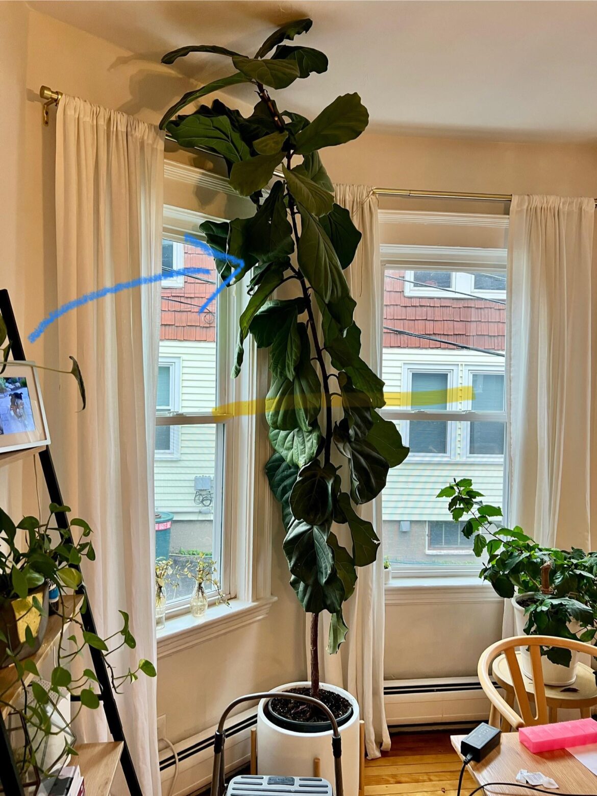 Where to prune