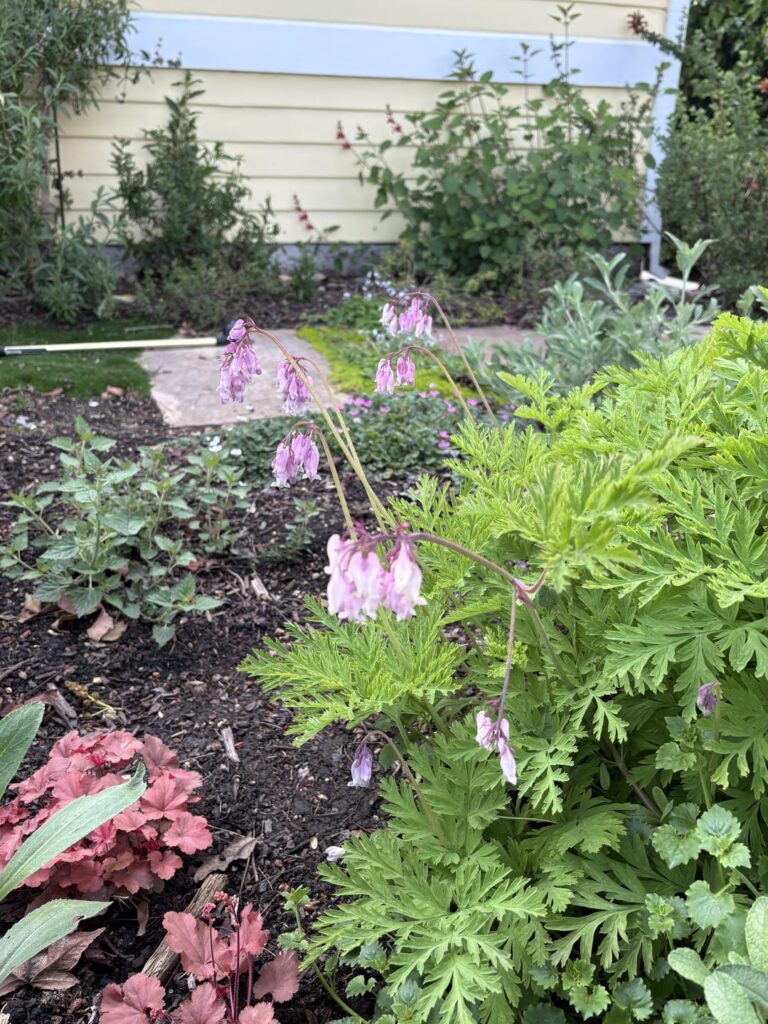 Spring Progress