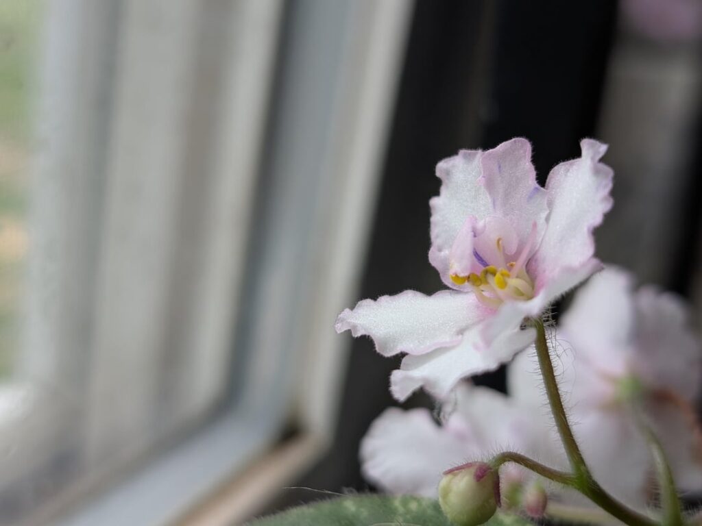 Tell Me About Your Experience At African Violet Shows Tell Me About Your Experience At African Violet Shows