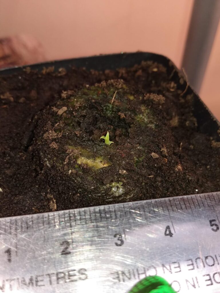 3 months ago I found some seeds in a pineapple...
