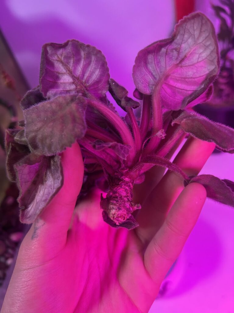 My african violet fell apart. How do i get these to root/propogate? Can they even be saved?