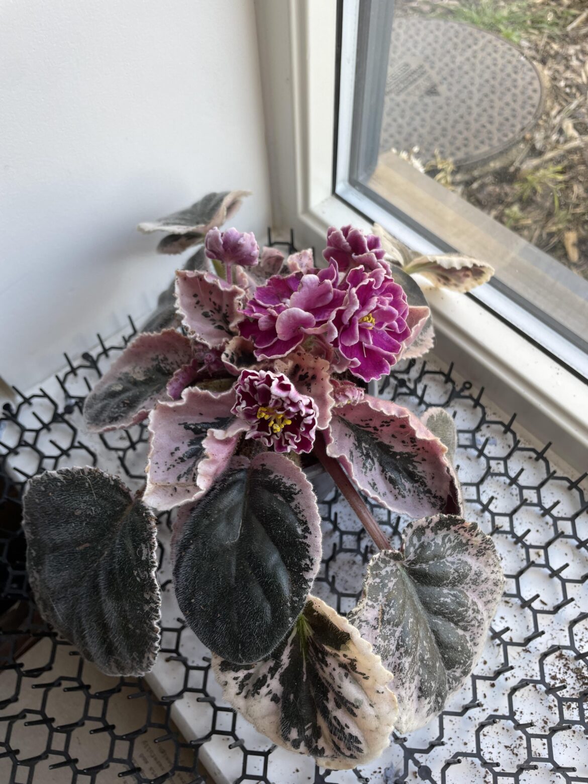 She’s blooming madly despite the catastrophe