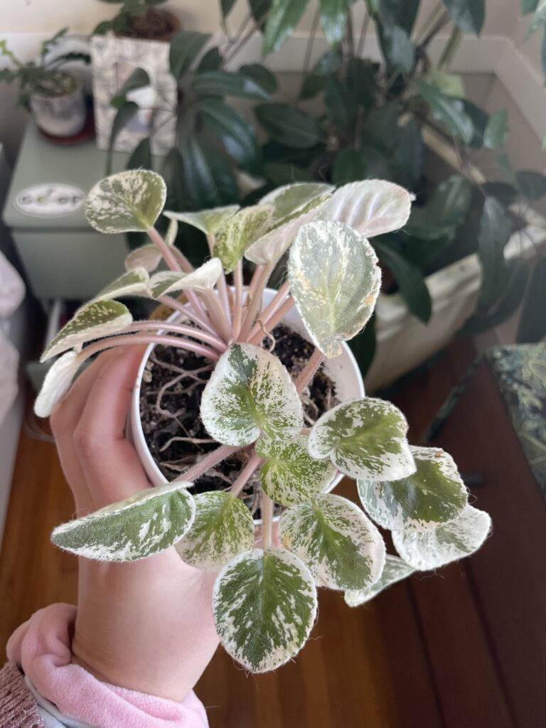 Help! Plant struggling