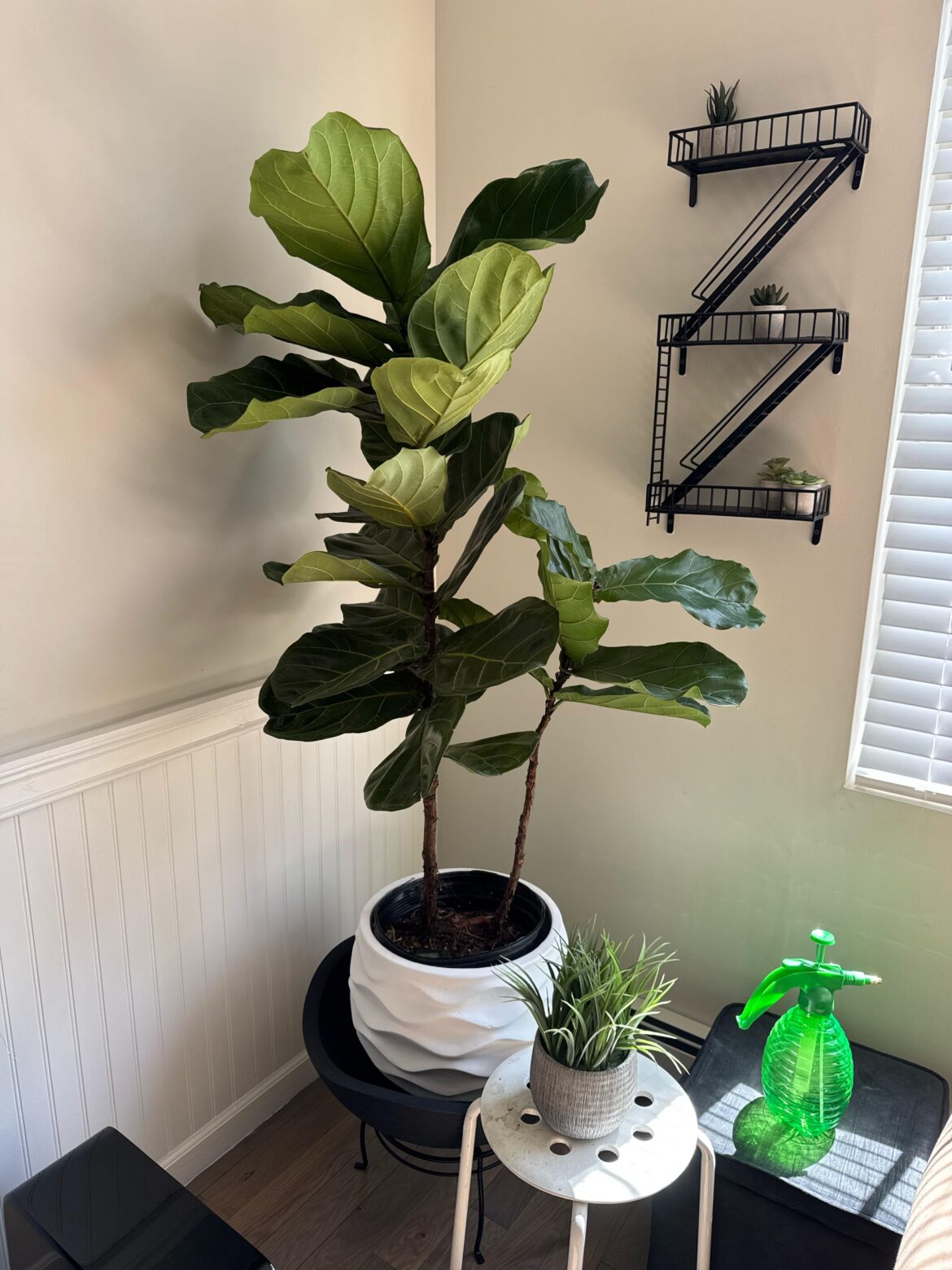 Repot? Separate? Repot? Separate?