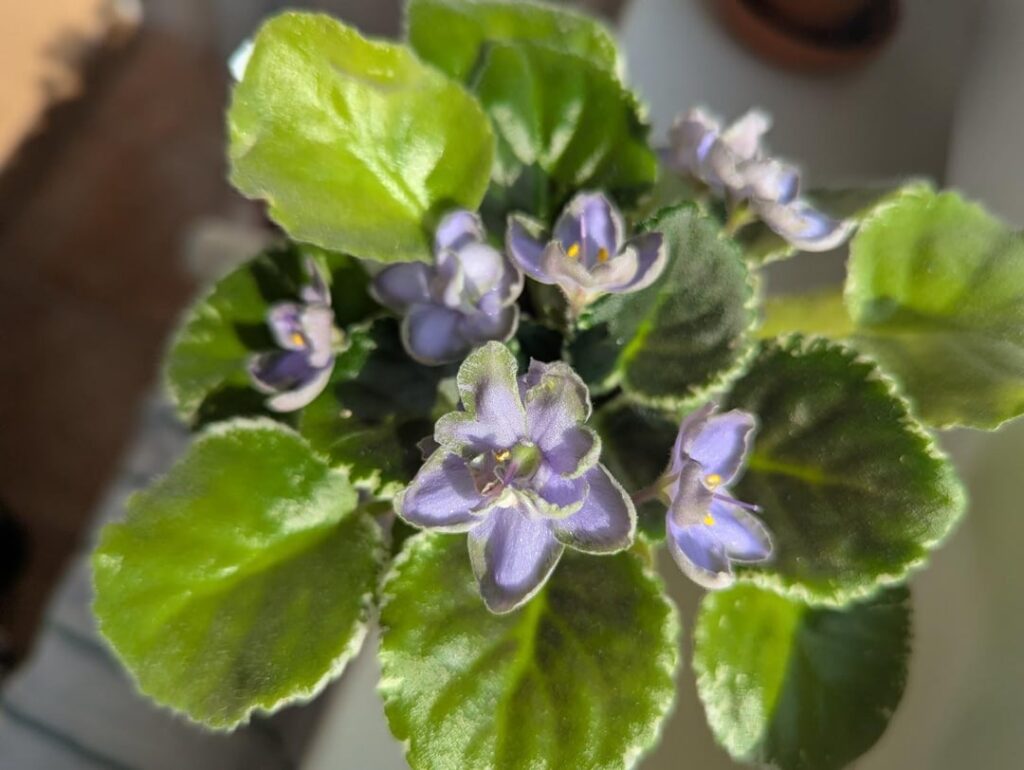 Frosty Frolic - first blooms