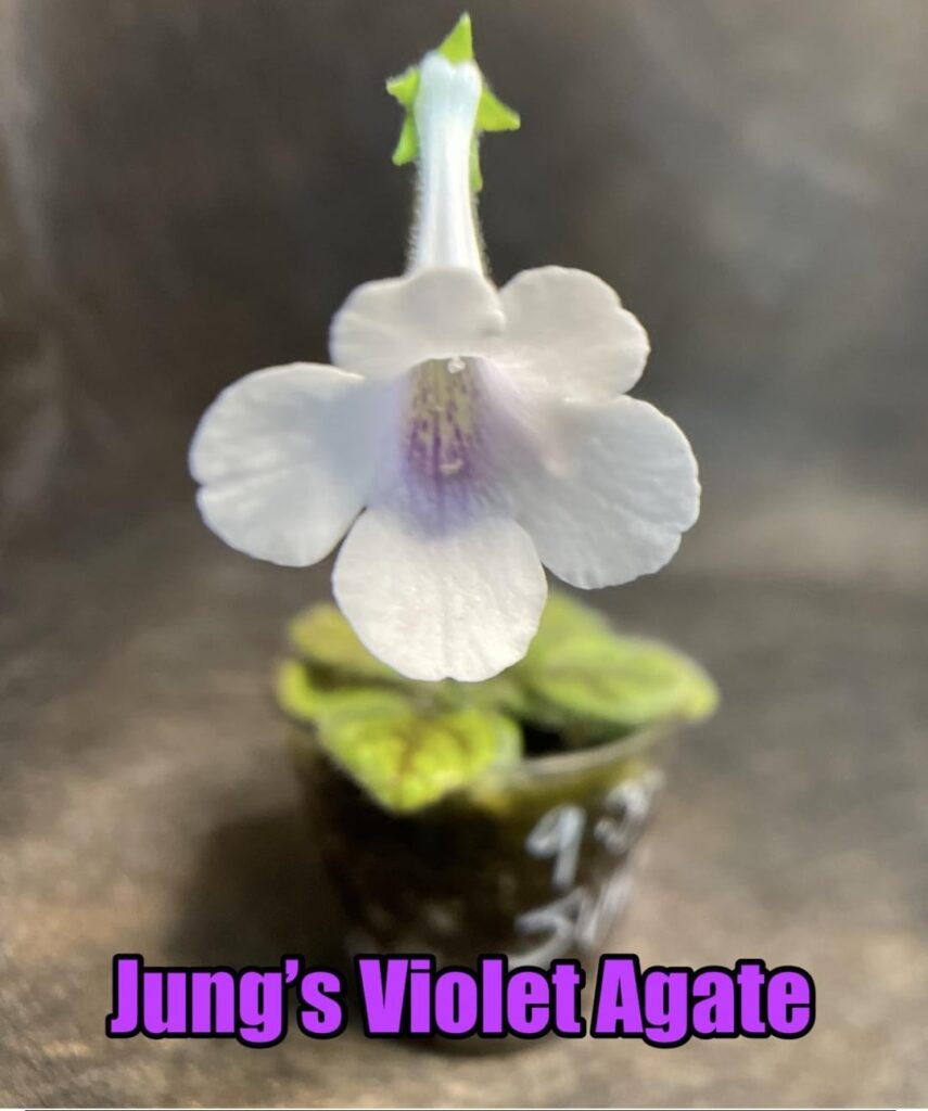 The size of the bloom on this small sinningia  is amazing. Jung’s Violet Agate