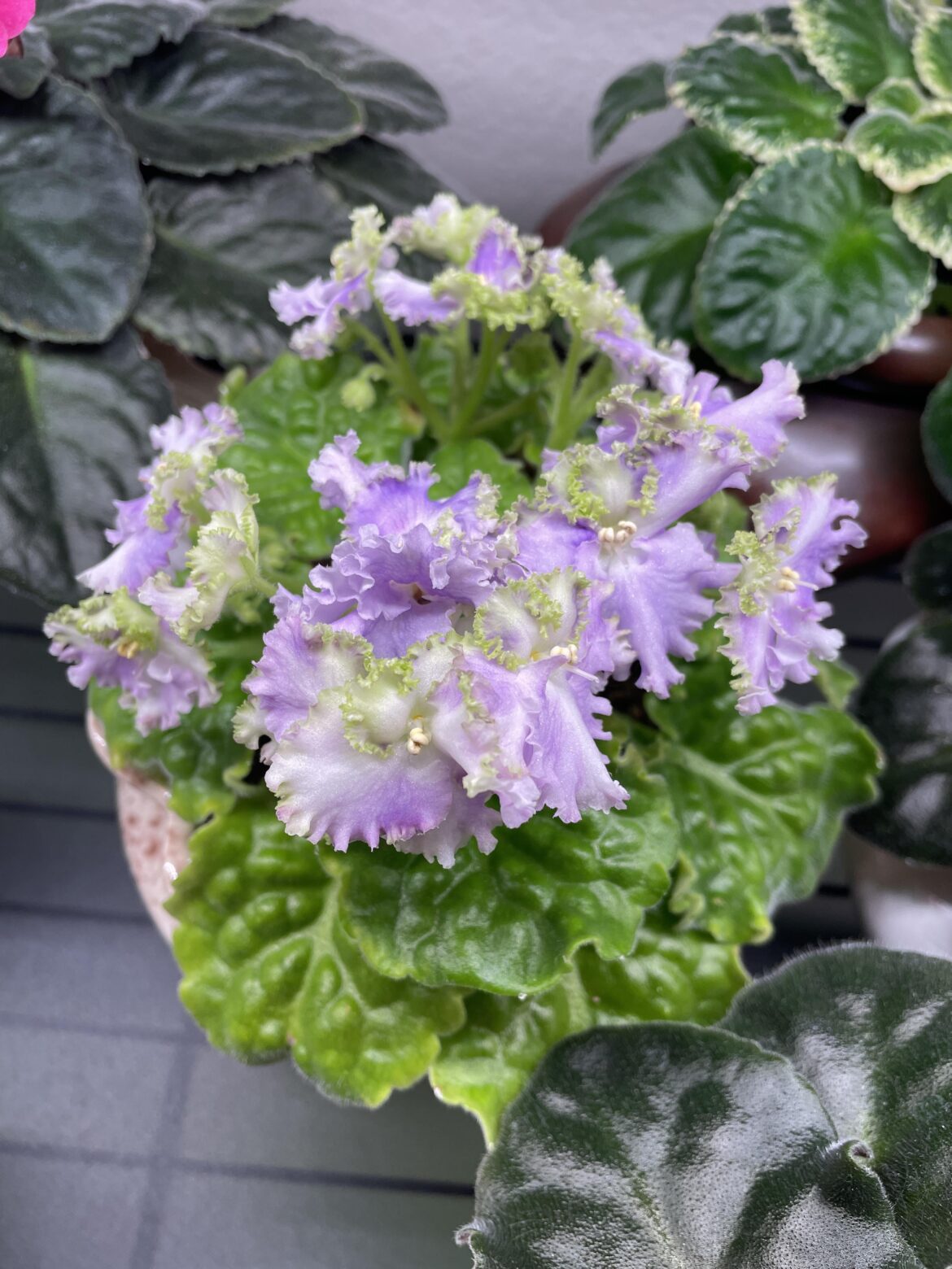 Frilled is an understatement! Cajun’s Queen Lace.