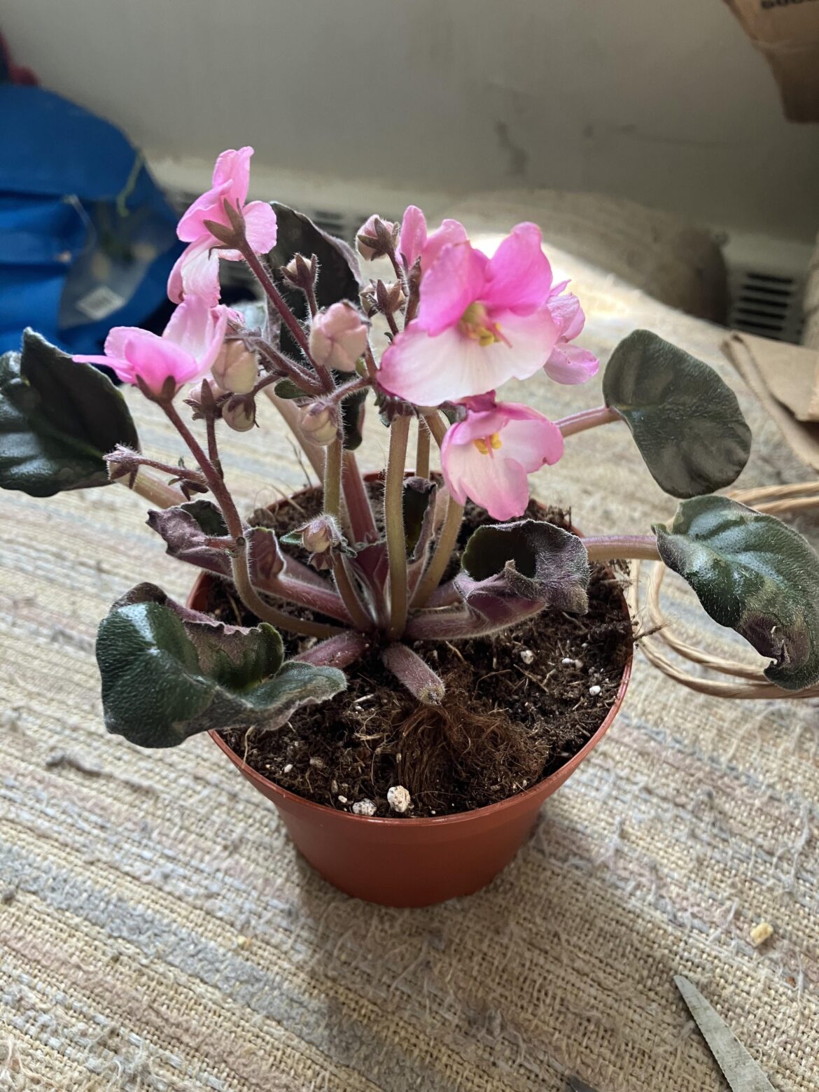 Violet Rescue on a budget