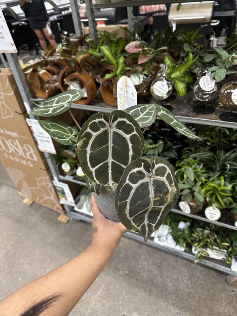 Found my dream plant!!
