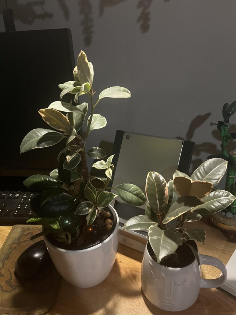 About a year ago, I posted a photo of the saddest plant I owned. Here’s an update.