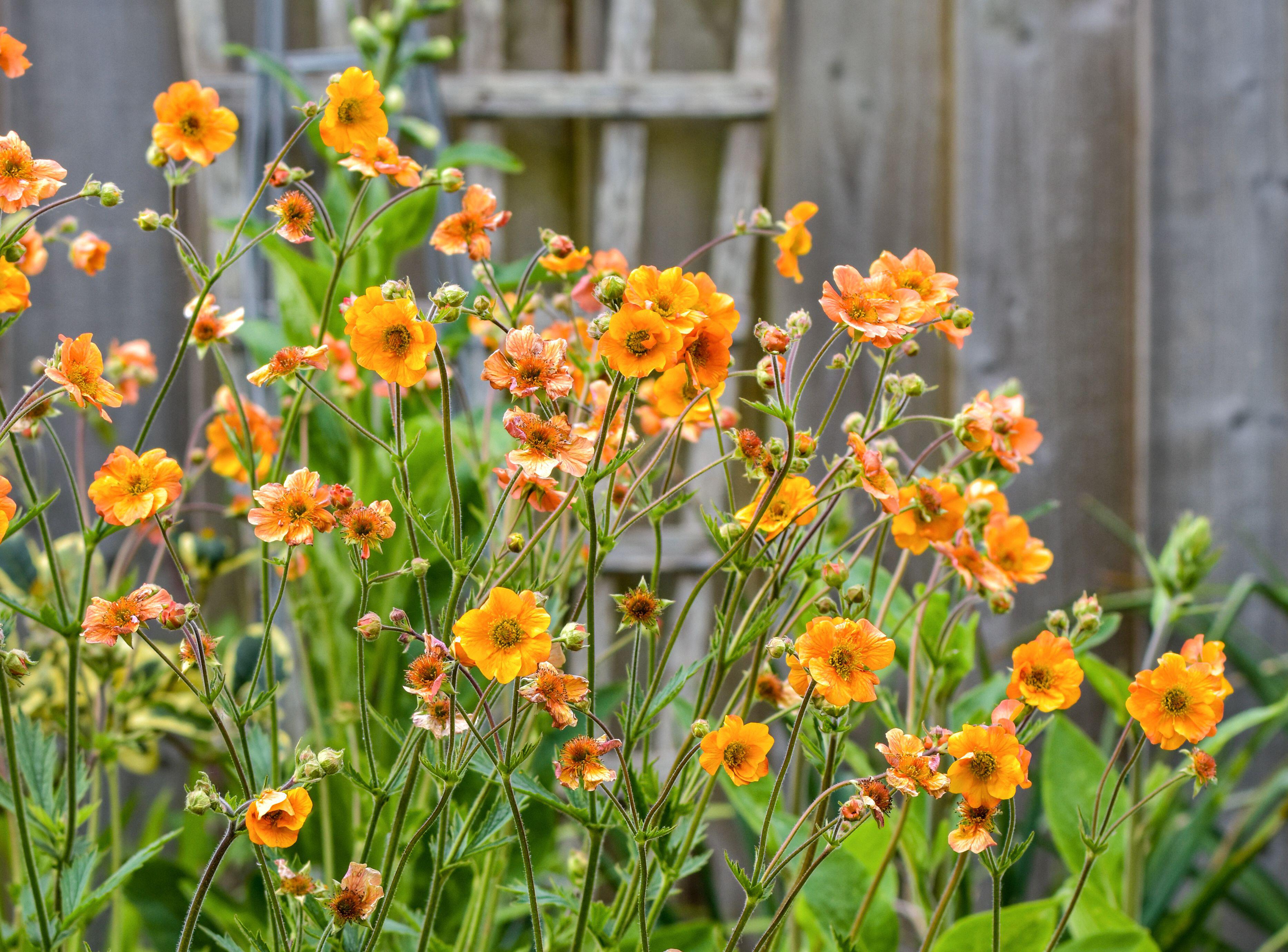 Geum 'Totally Tangerine' flowers in bloom.