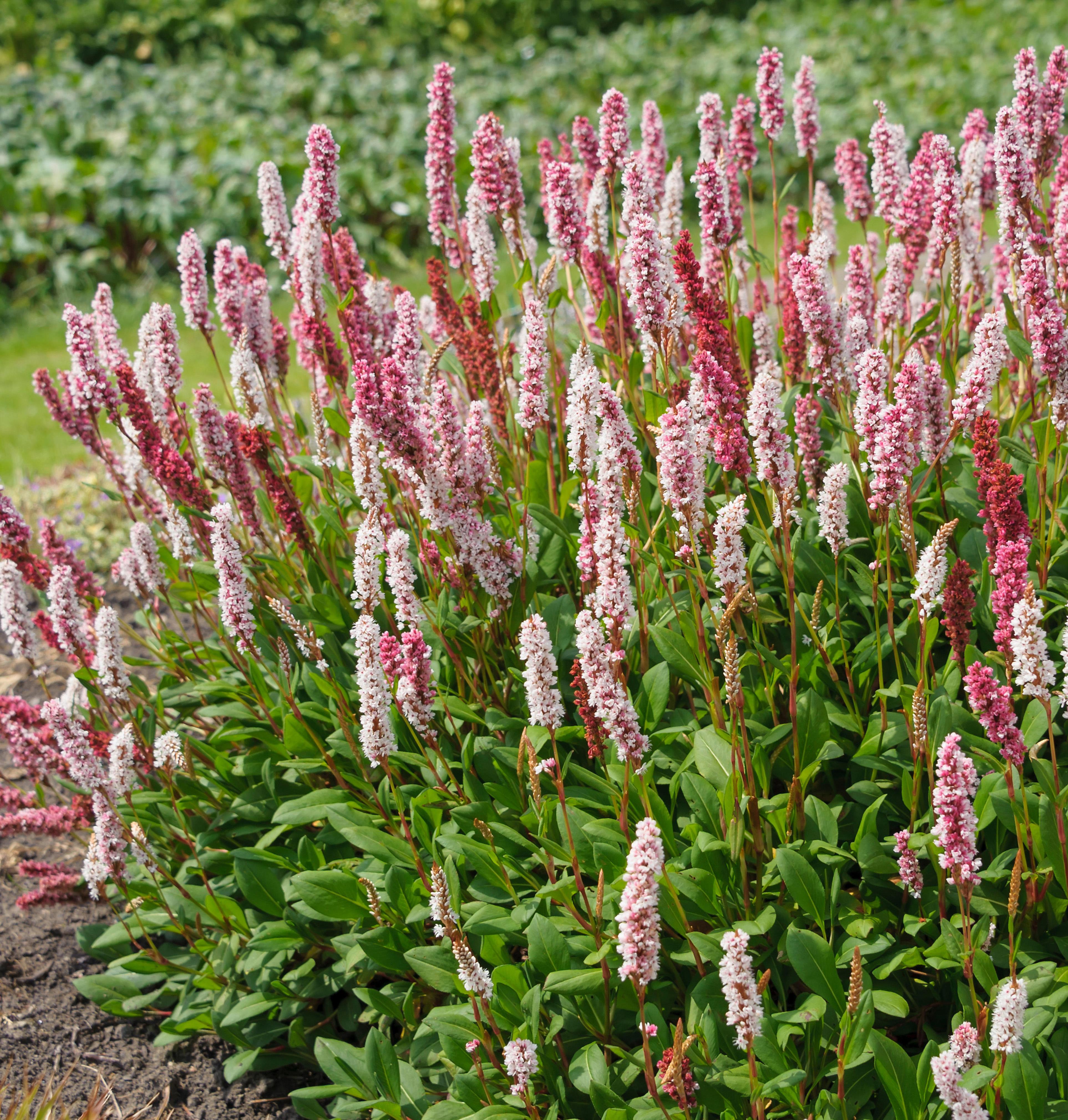 Amphibious bistort (Persicaria affinis 'Superba') in bloom.