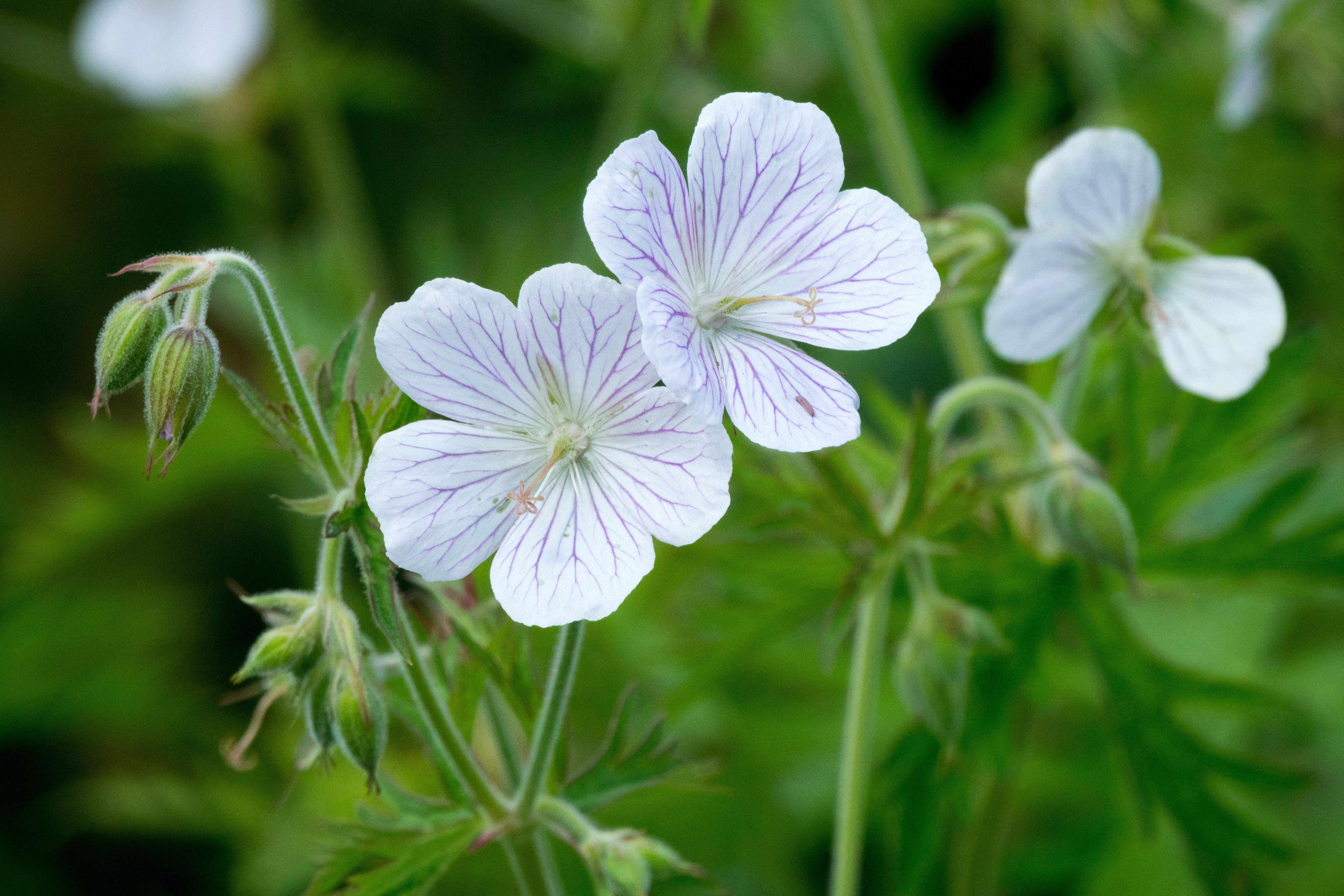 Hardy Geranium clarkei "Kashmir White" flowers.