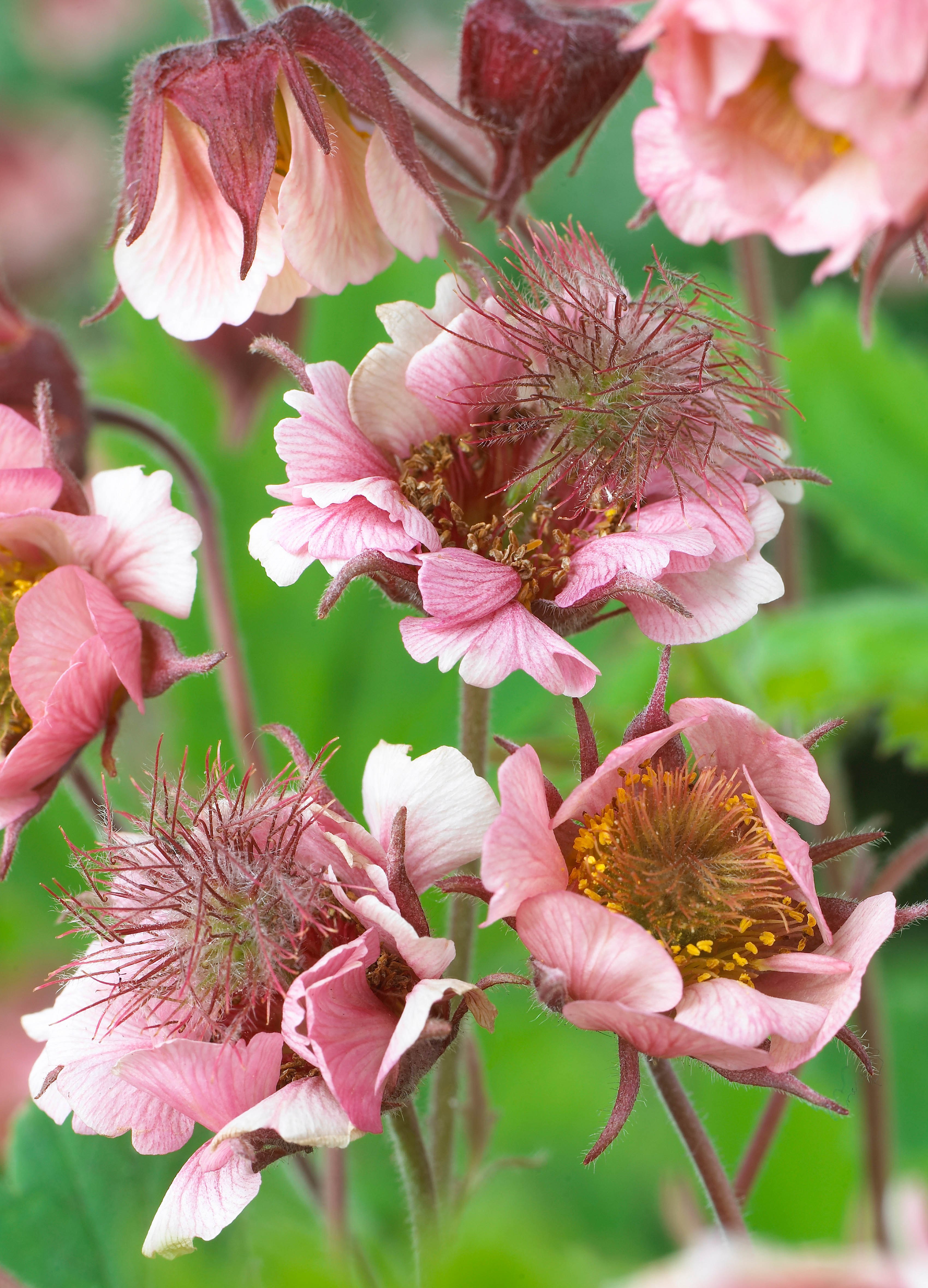 Geum Pink Frills flowers.
