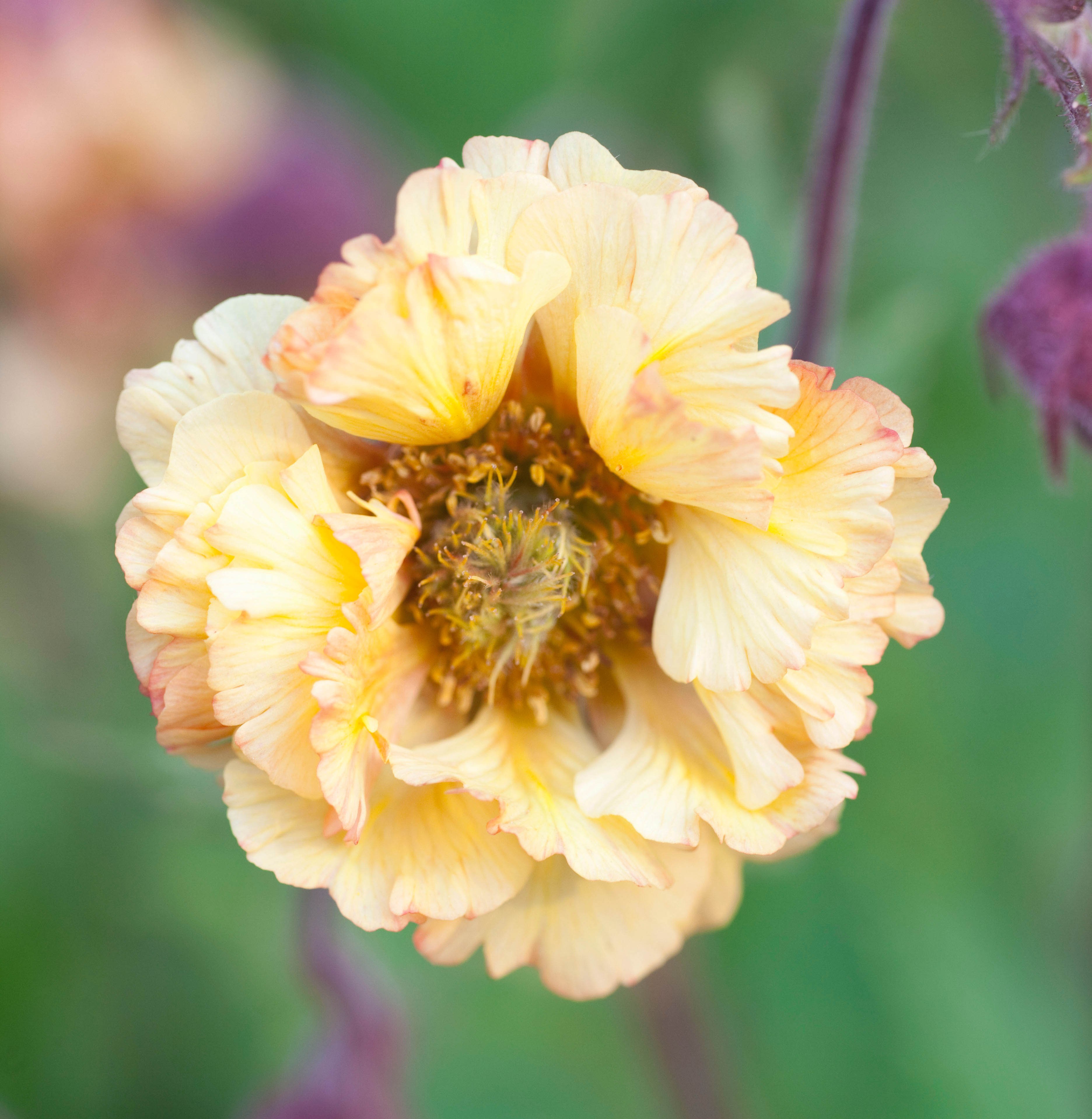 Close-up of a pale orange Geum rivale 'Dawn' flower.
