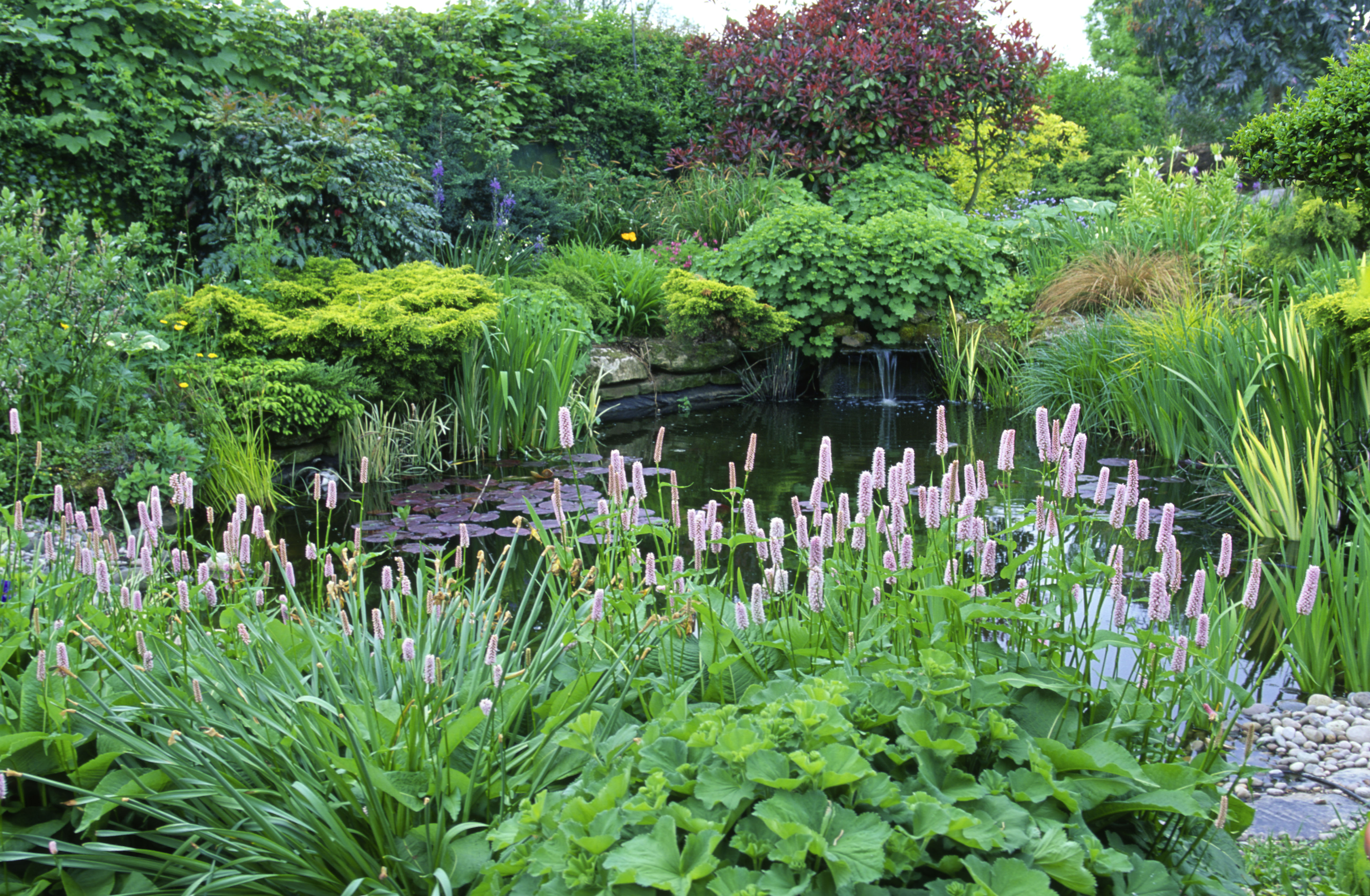 Garden pond with Persicaria bistorta Superba.