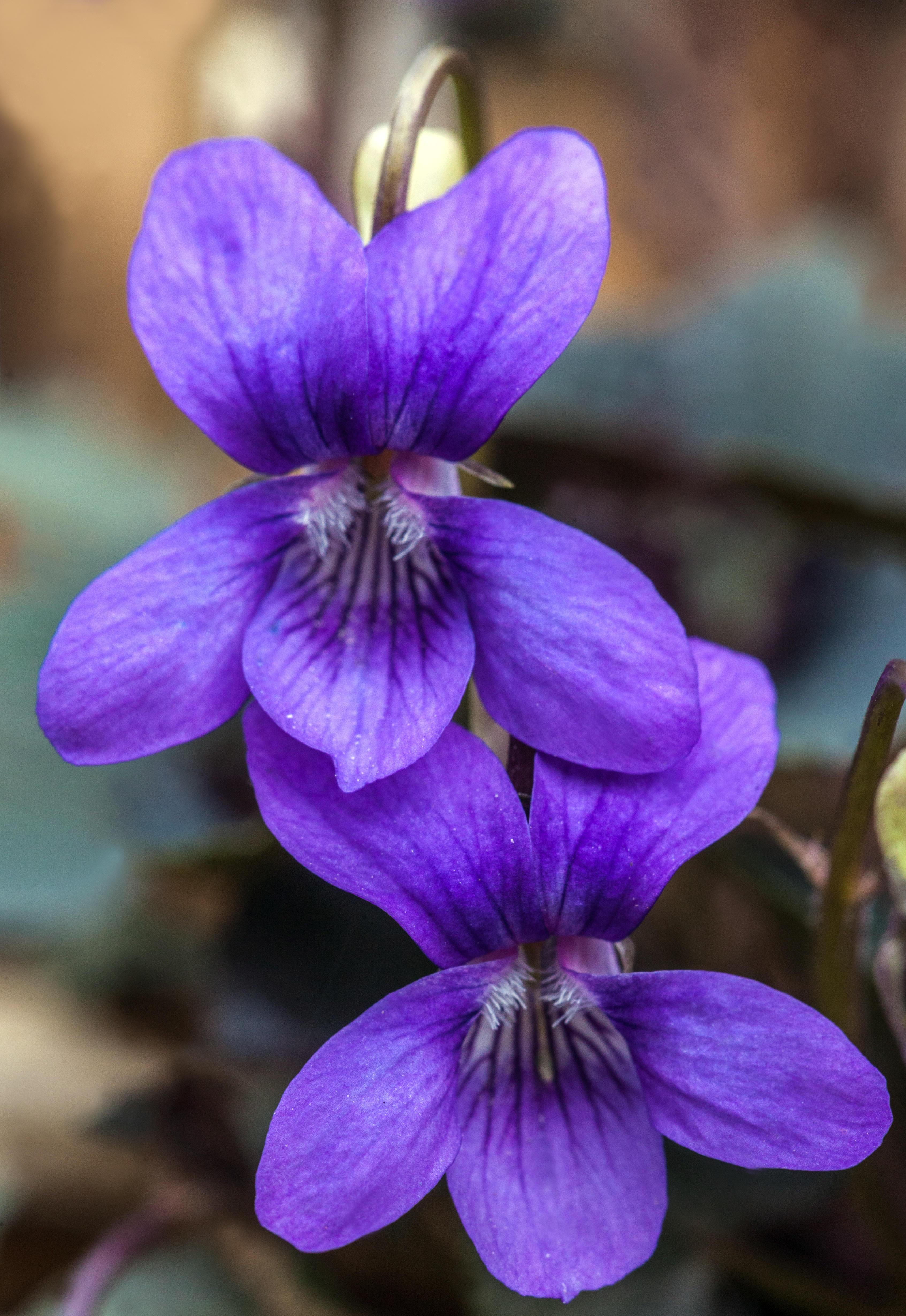 Close-up of two Viola labradorica flowers.
