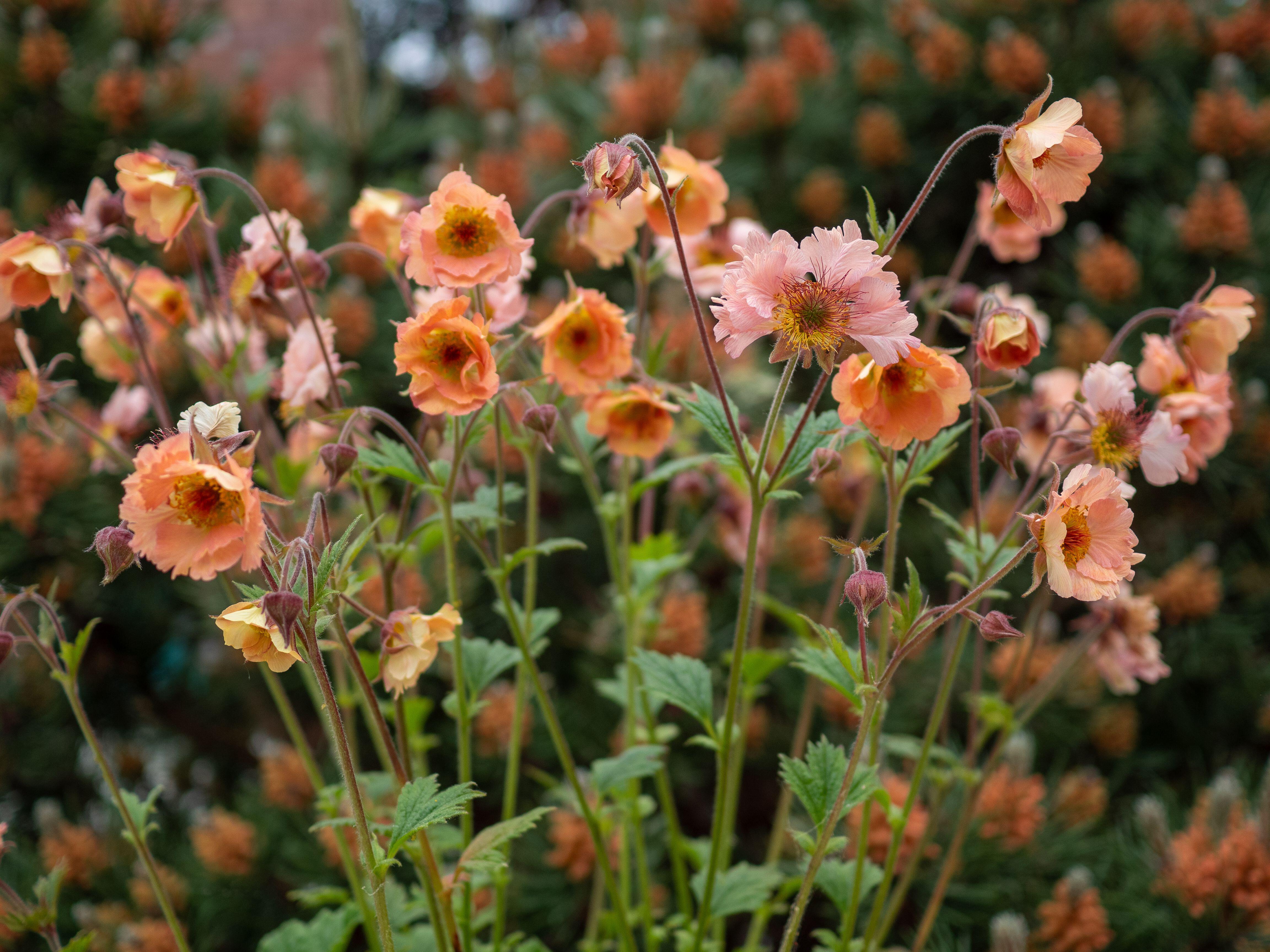 Peach-colored Geum 'Mai Tai' flowers in a garden.
