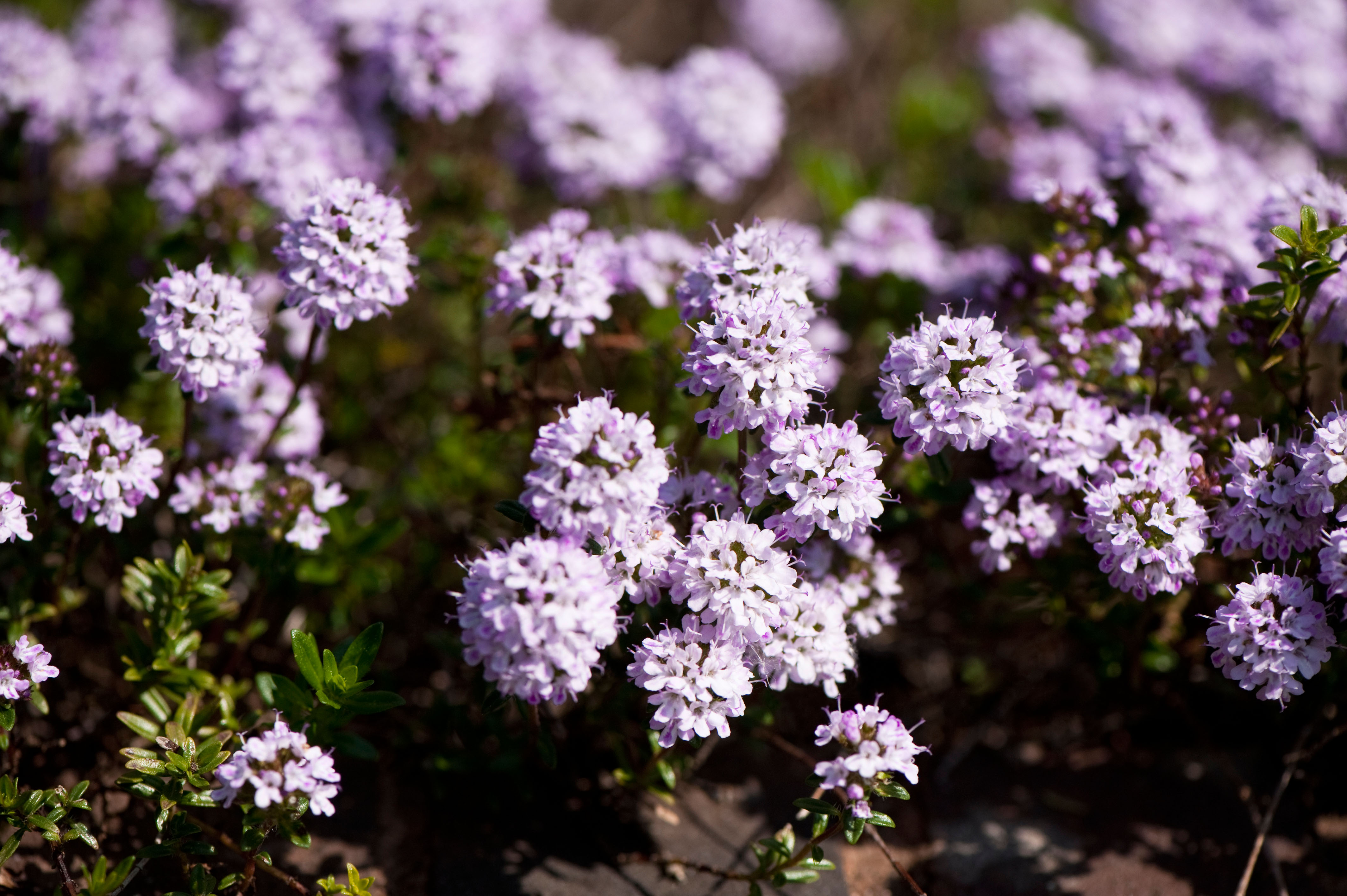 Close-up of Jekka's Thyme flowers.