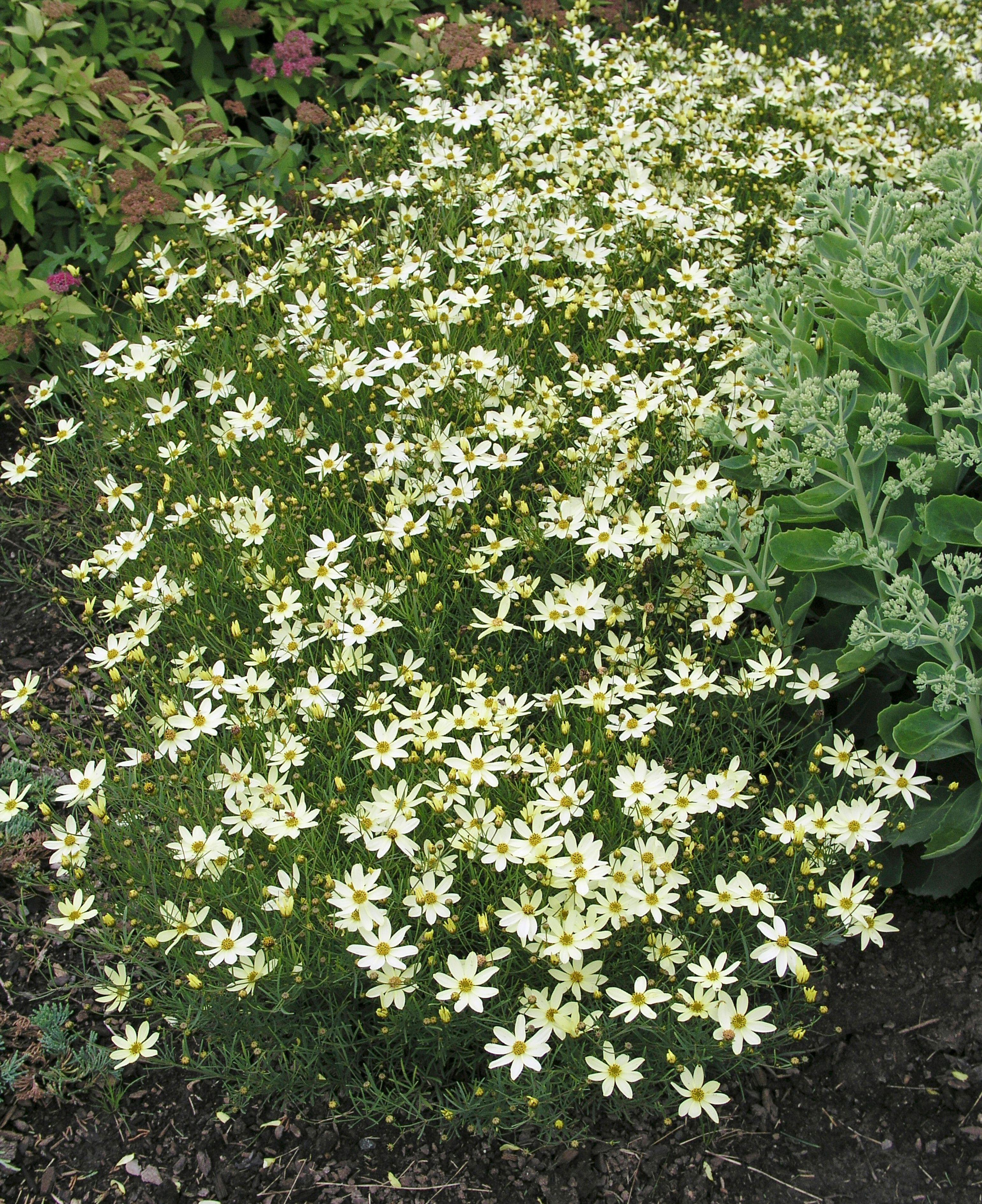 Coreopsis verticillata 'Moonbeam' in bloom.