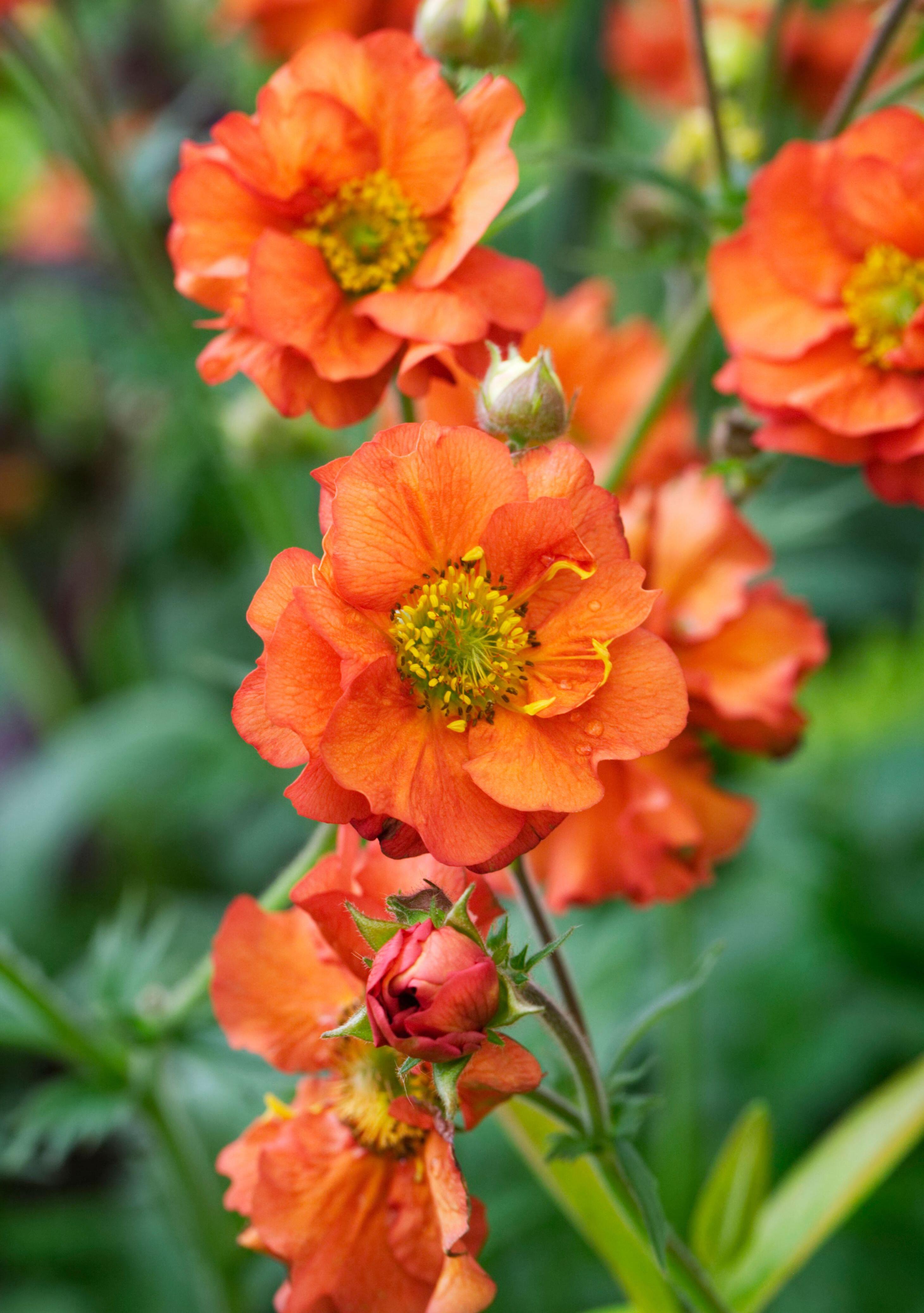 Geum 'Prinses Juliana' flowers.