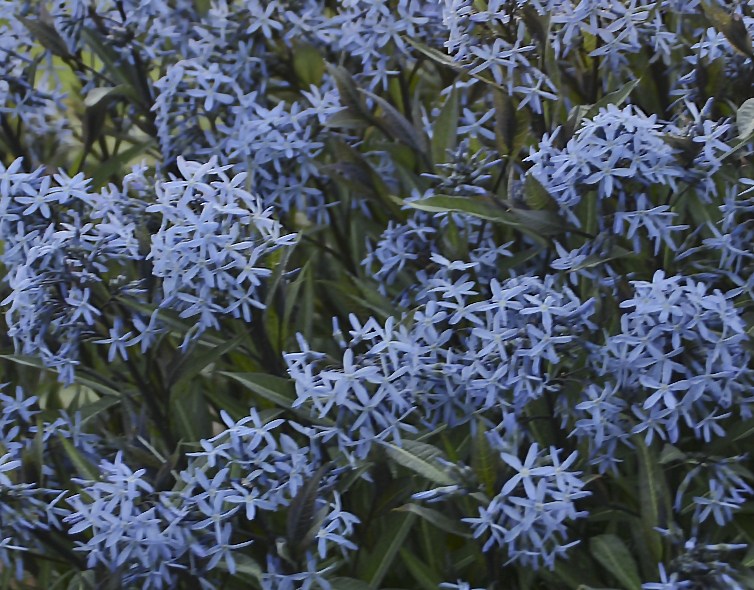 Amsonia tabernaemontana 'Storm Cloud' flowers.