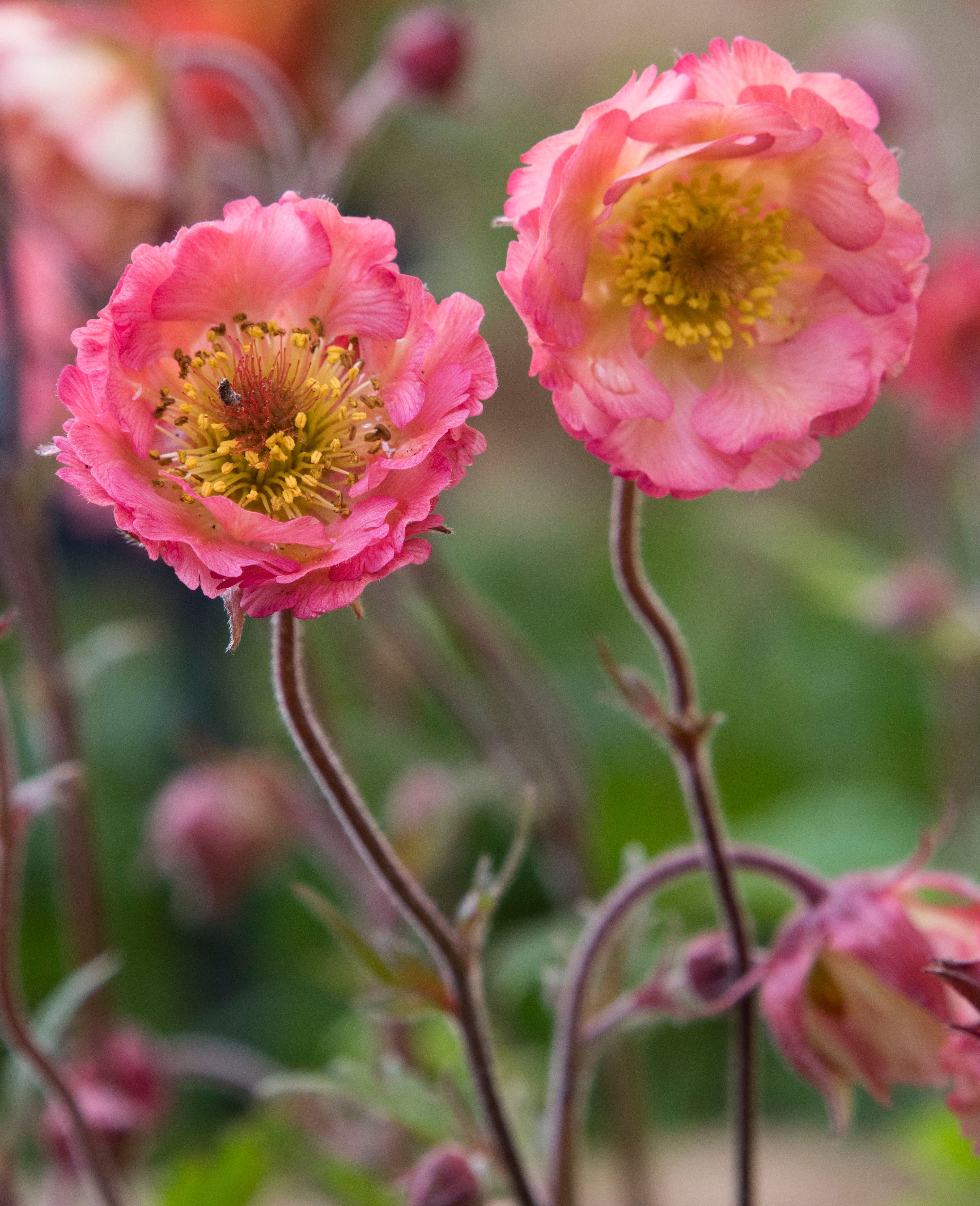 Close-up of two Geum 'Roger Proud' flowers.