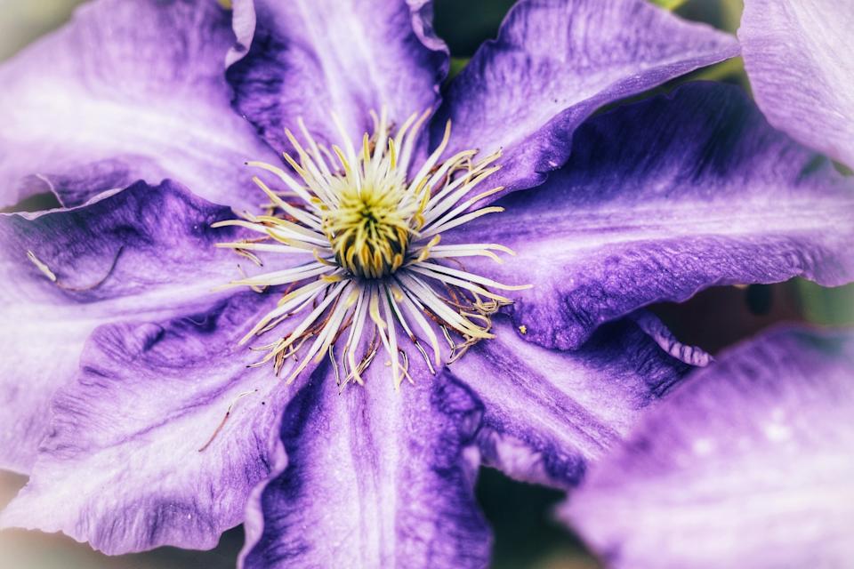 Barnton clematis by Patricia Dyson