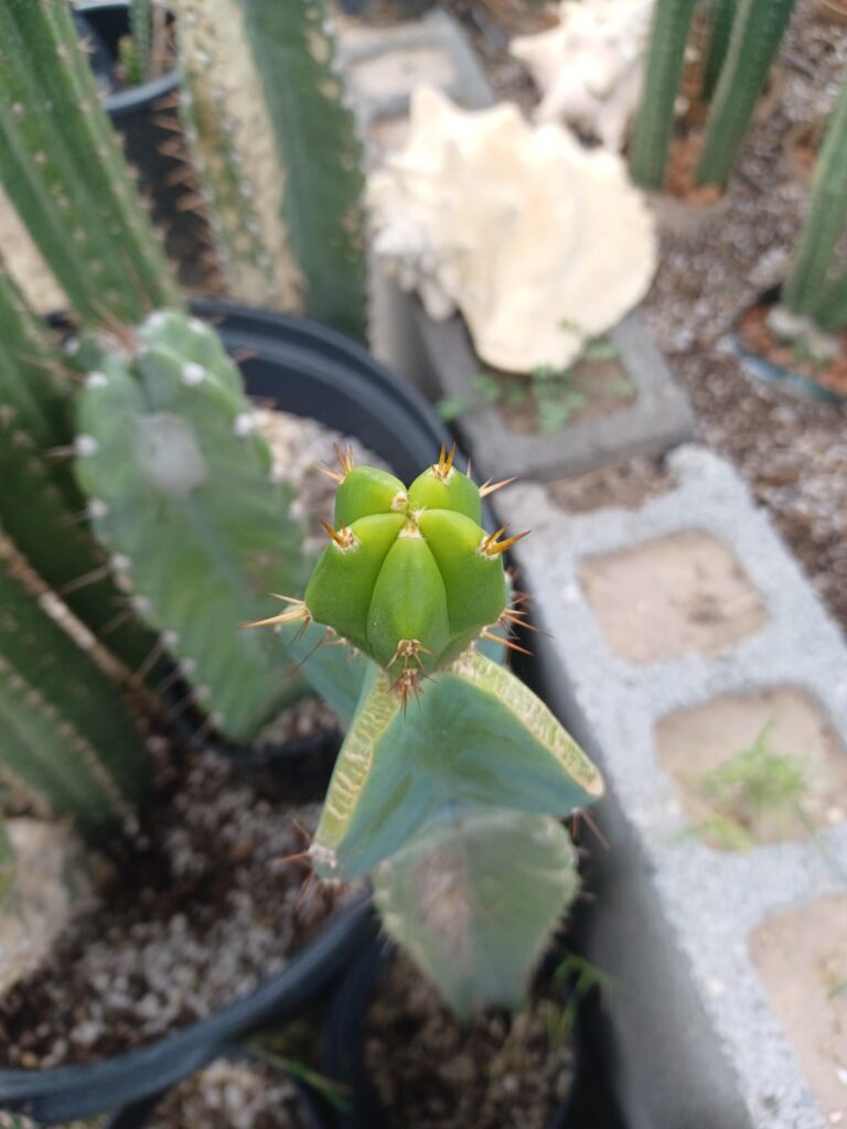 Latest seedling grafts on Apple cactus.