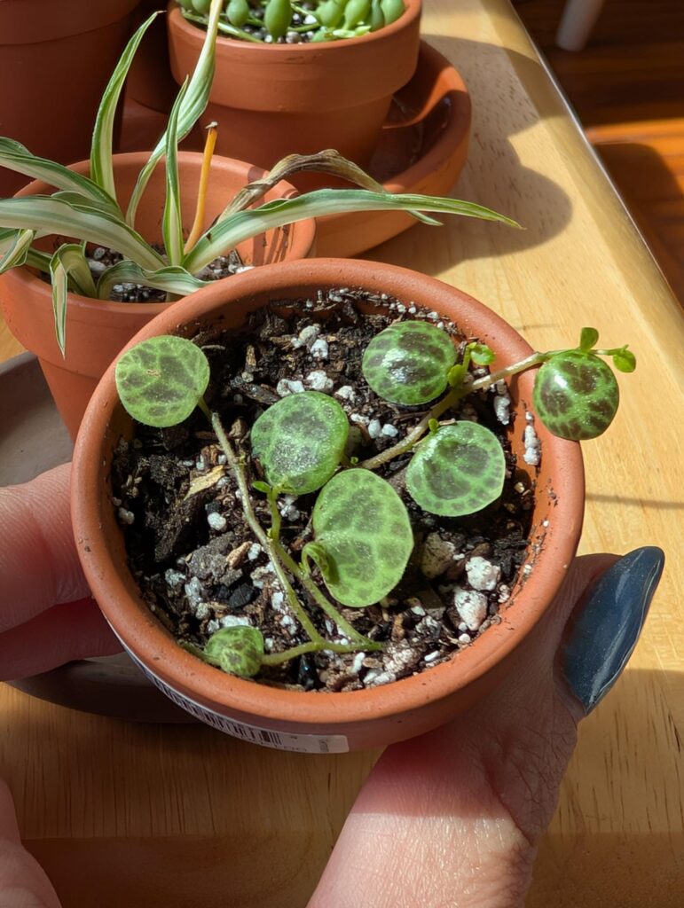 Baby string of turtles