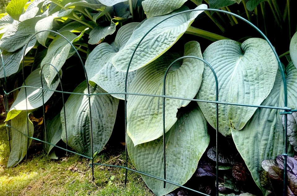 Green metal garden fence protecting hosta plants.