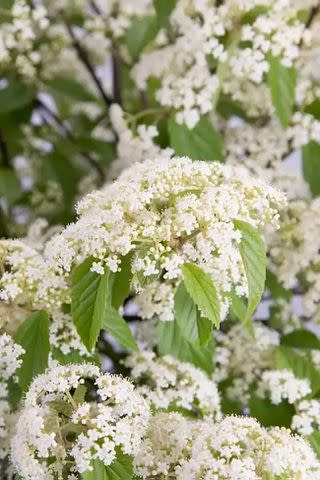 Southern Living Plant Collection