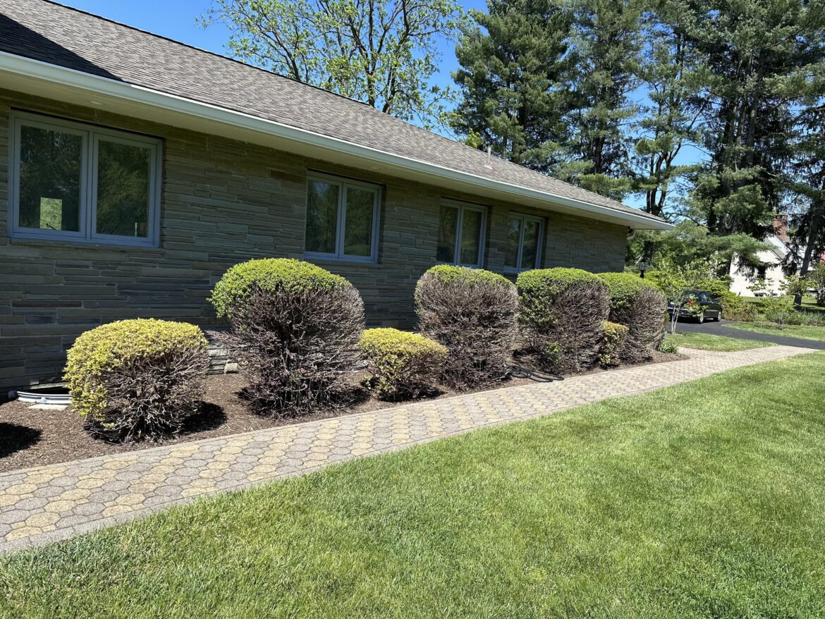 What do I do about these boxwood bushes? Can they be saved?
