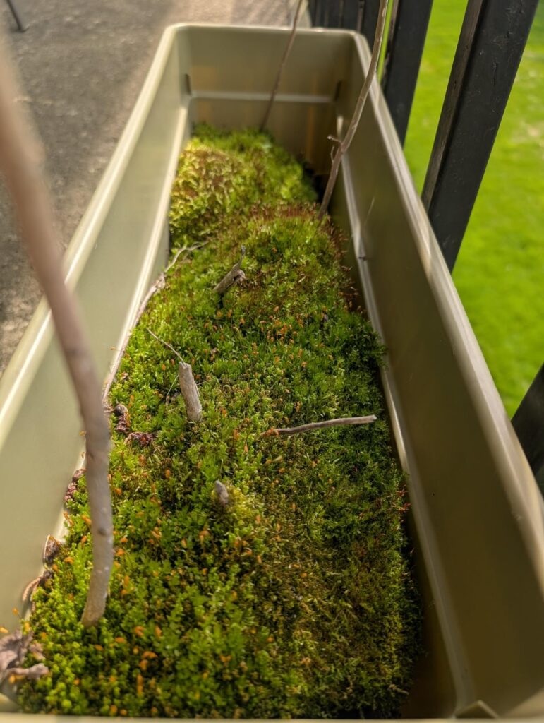 Moss planter