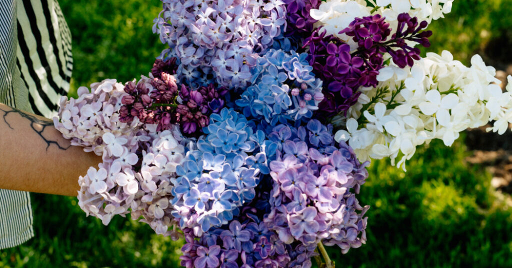 The Care and Pruning of the Extravagant Lilac