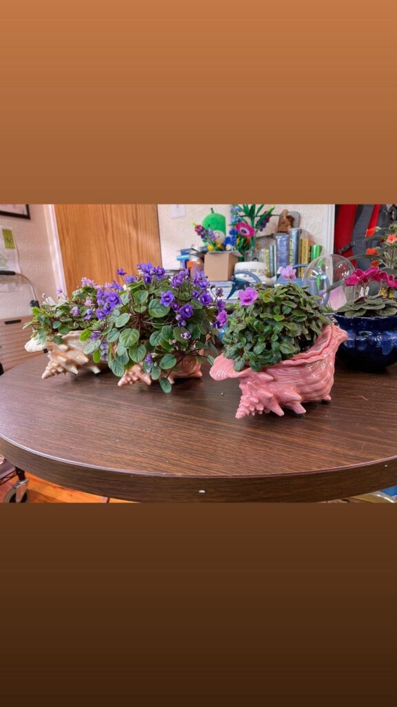 The glorious trailer conch collection