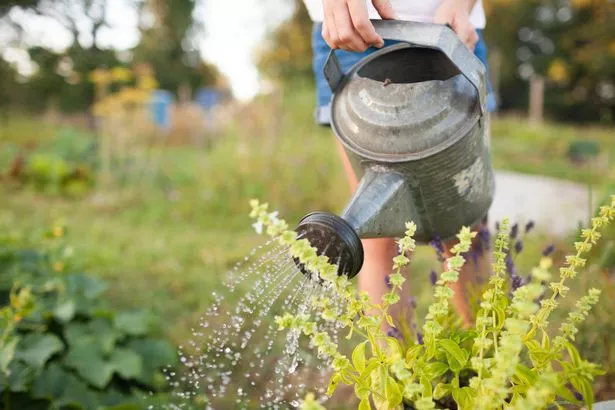 A cropped picture of someone watering their garden