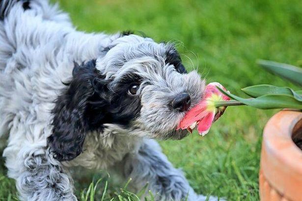 If you think your dog has ingested plants or flowers that are harmful, the best thing to do is contact the vet immediately 