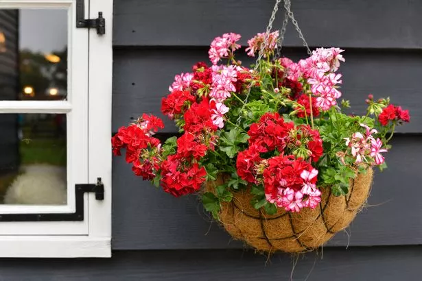 A hanging basket with pink and red flowers