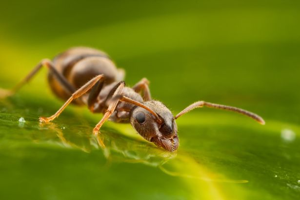 A ant drinking water on a leaf